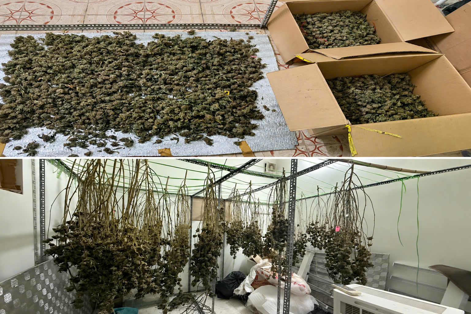 Bí mật những căn nhà thuê luôn đóng kín cửa, bên trong lắp cả hệ thống đặc biệt: Công an phát hiện loạt cây được chăm sóc đặc biệt- Ảnh 3.