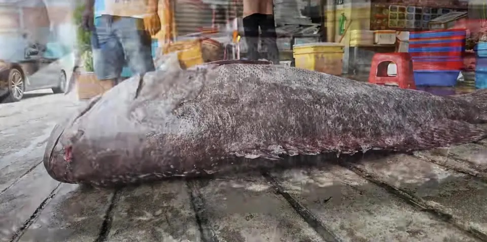 Ngư d&acirc;n bắt được con c&aacute; m&uacute; khổng lồ nặng 175kg tr&ecirc;n biển- Ảnh 2.