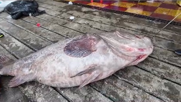 Ngư d&acirc;n bắt được con c&aacute; m&uacute; khổng lồ nặng 175kg tr&ecirc;n biển- Ảnh 1.