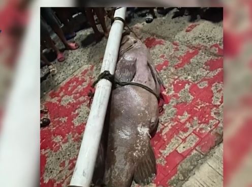 Ngư d&acirc;n bắt được con c&aacute; m&uacute; khổng lồ nặng 130kg tr&ecirc;n biển - Ảnh 1.