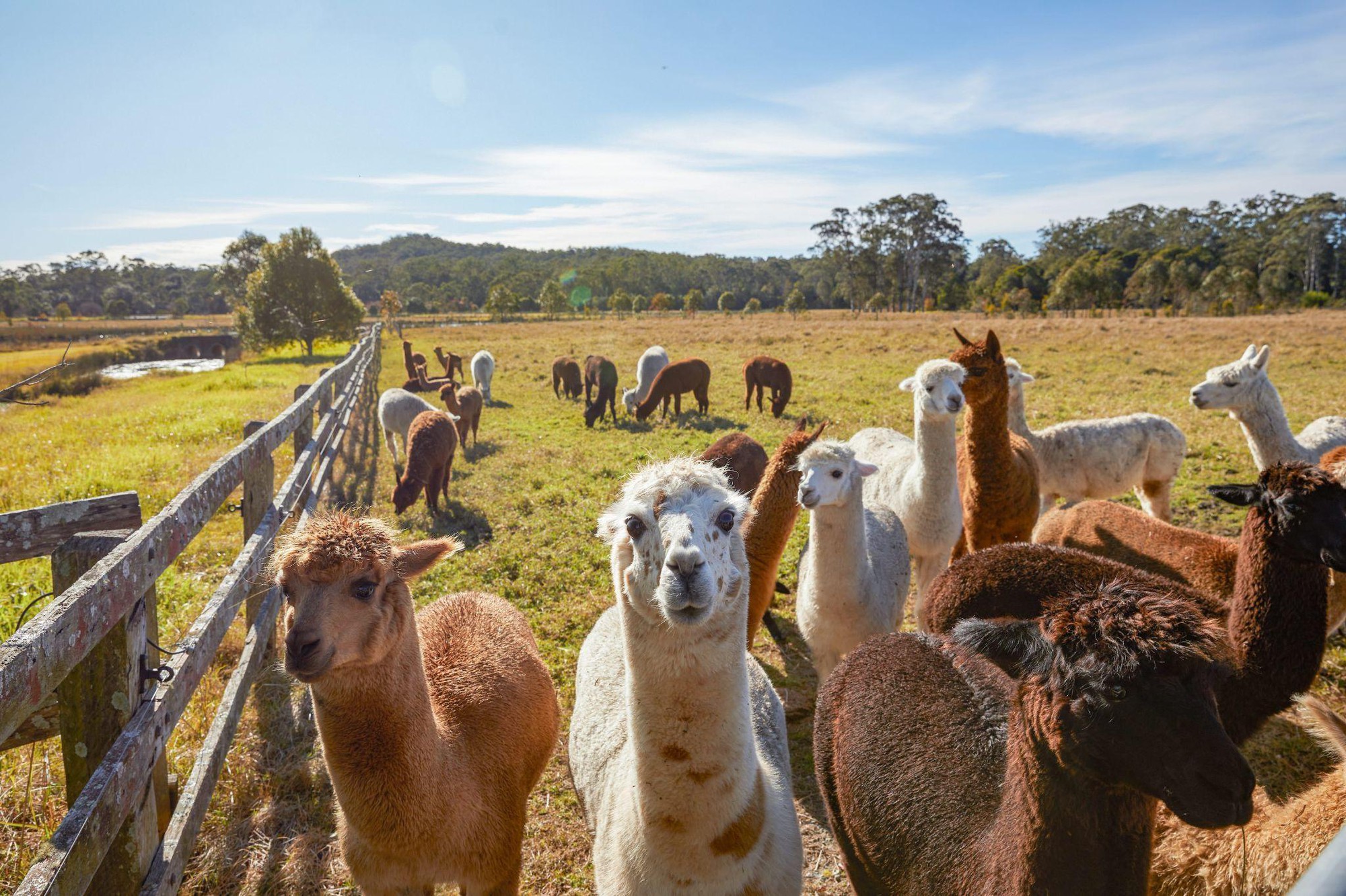 Đi Úc mà chỉ ở Sydney thì phí, khám phá ngay 3 vùng đất đẹp “nín thở” tại New South Wales - Ảnh 5.