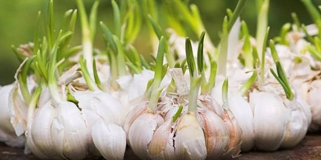 Lời khuy&ecirc;n đến tất cả c&aacute;c gia đ&igrave;nh đang trồng tỏi trong nh&agrave;- Ảnh 1.