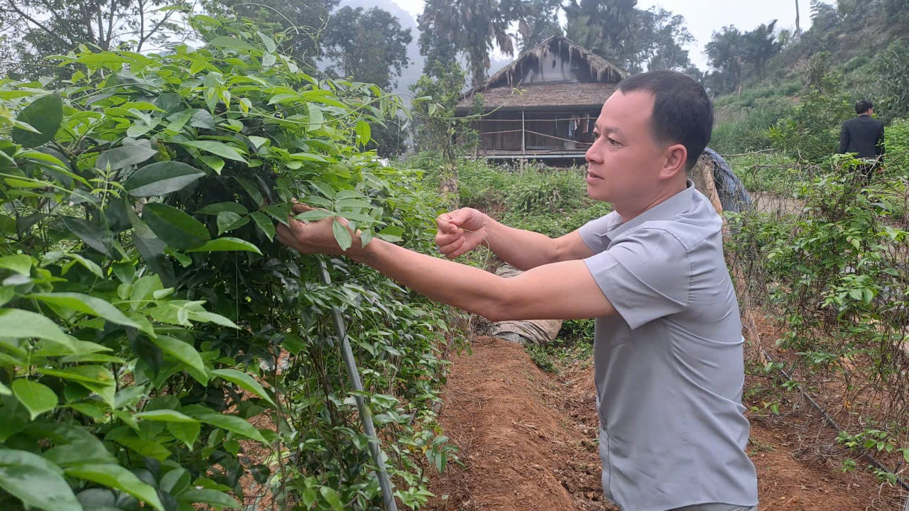 D&ugrave; bị can ngăn, anh n&ocirc;ng d&acirc;n quyết trồng loại củ ở độ s&acirc;u 20cm: 5 năm sau "b&aacute;u vật tiền tỷ" xuất hiện - Ảnh 3.