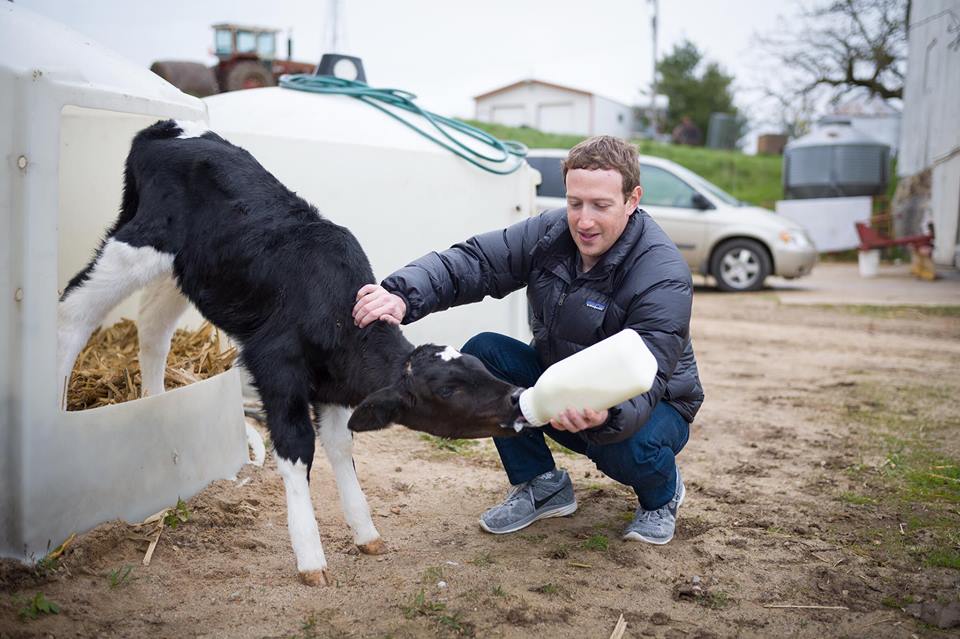 Trại bò của Mark Zuckerberg - Ảnh 1.