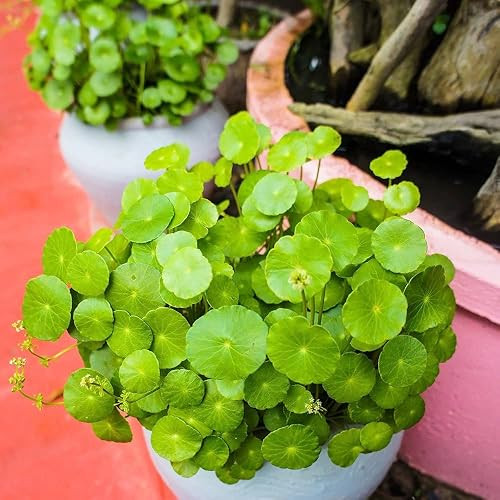 Lời khuyên đến tất cả những gia đình trồng cây rau má: Đừng chỉ tưới nước, có 4 điều nên lưu ý- Ảnh 1.