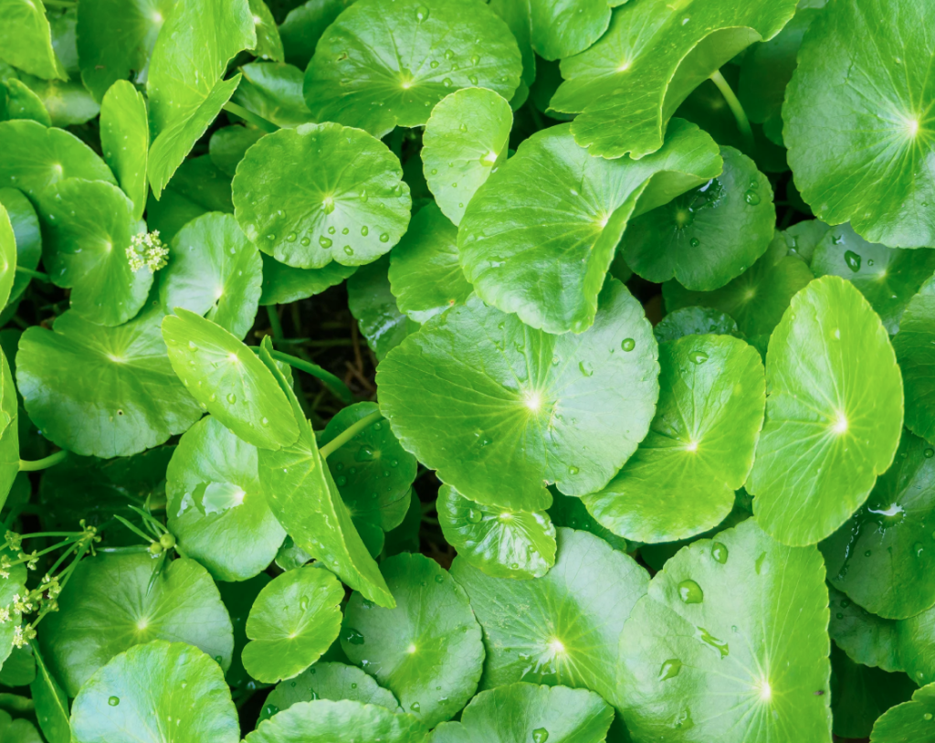 Lời khuyên đến tất cả những gia đình trồng cây rau má: Đừng chỉ tưới nước, có 4 điều nên lưu ý- Ảnh 2.