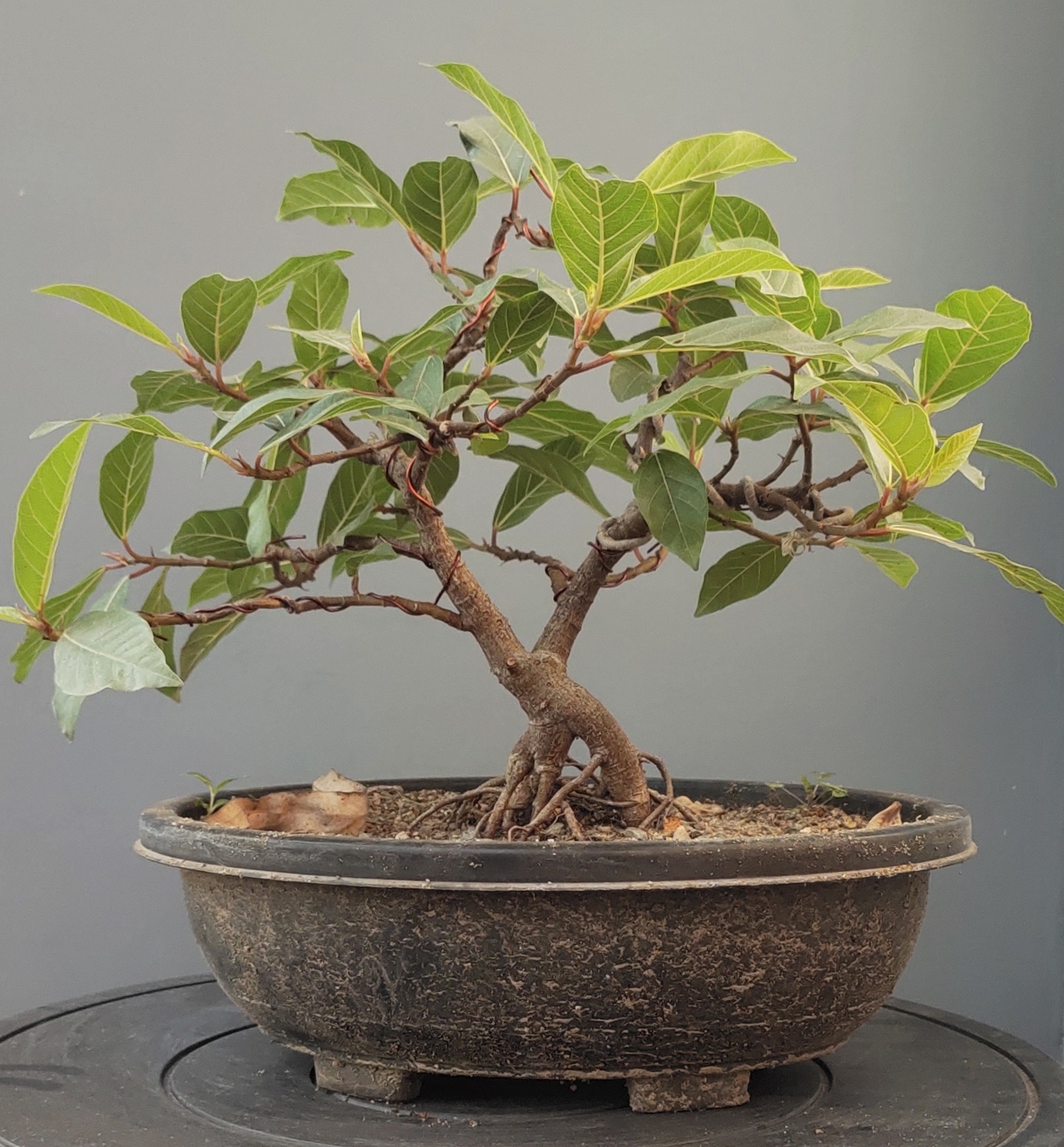 5 l&yacute; do v&igrave; sao gia đ&igrave;nh n&agrave;o cũng n&ecirc;n trồng 1 c&acirc;y sung trước cửa nh&agrave;- Ảnh 3.