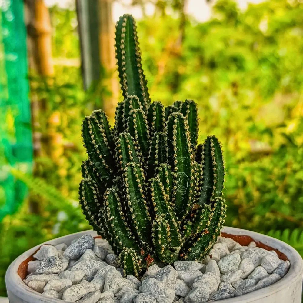 6 lời khuyên dành cho tất cả những gia đình đang trồng cây xương rồng- Ảnh 2.