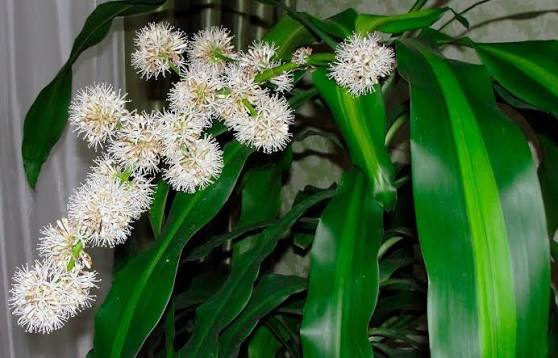 5 c&acirc;y nở hoa trong nh&agrave; b&aacute;o hiệu phong thủy rất tốt- Ảnh 3.