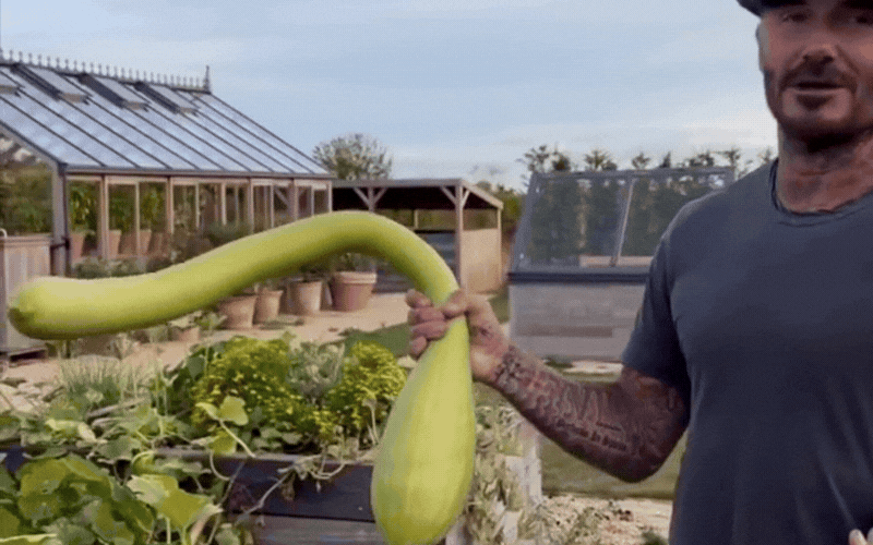 David Beckham hào hứng khoe "thành quả" làm vườn tại nhà, Victoria Beckham tiết lộ một chi tiết thú vị về gia đình- Ảnh 1.