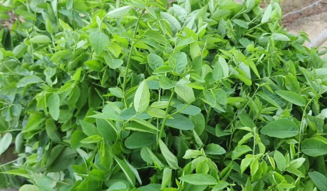 Loại rau quen thuộc gi&agrave;u vitamin C hơn cả cam, ở chợ Việt vừa nhiều vừa rẻ- Ảnh 1.