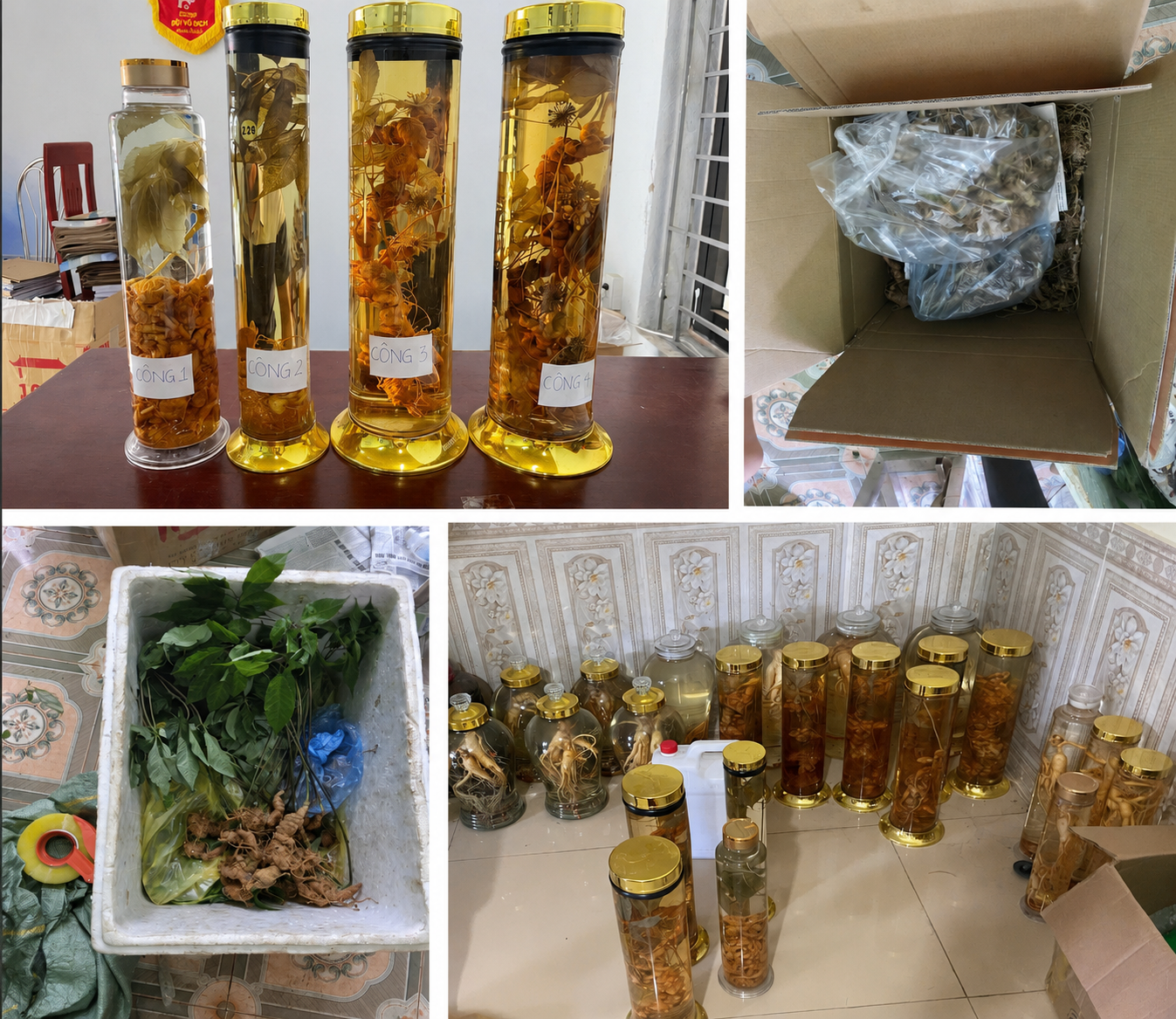 Người từng mua sâm của Lê Thị Thanh Hằng SN 1992, chủ động liên hệ công an trước ngày 30/9- Ảnh 2.