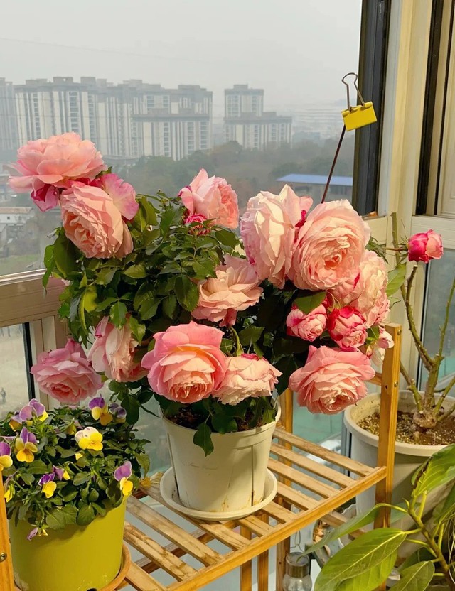 Căn nh&agrave; &ocirc;m trọn tuổi gi&agrave; của cụ b&agrave; 92 tuổi: B&igrave;nh y&ecirc;n, thanh thản, chẳng muốn l&agrave;m phiền con ch&aacute;u- Ảnh 3.