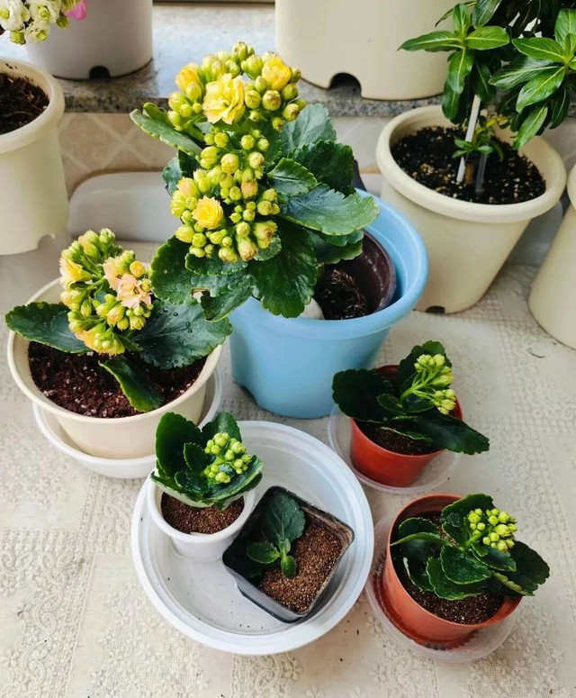 Căn nh&agrave; &ocirc;m trọn tuổi gi&agrave; của cụ b&agrave; 92 tuổi: B&igrave;nh y&ecirc;n, thanh thản, chẳng muốn l&agrave;m phiền con ch&aacute;u- Ảnh 6.