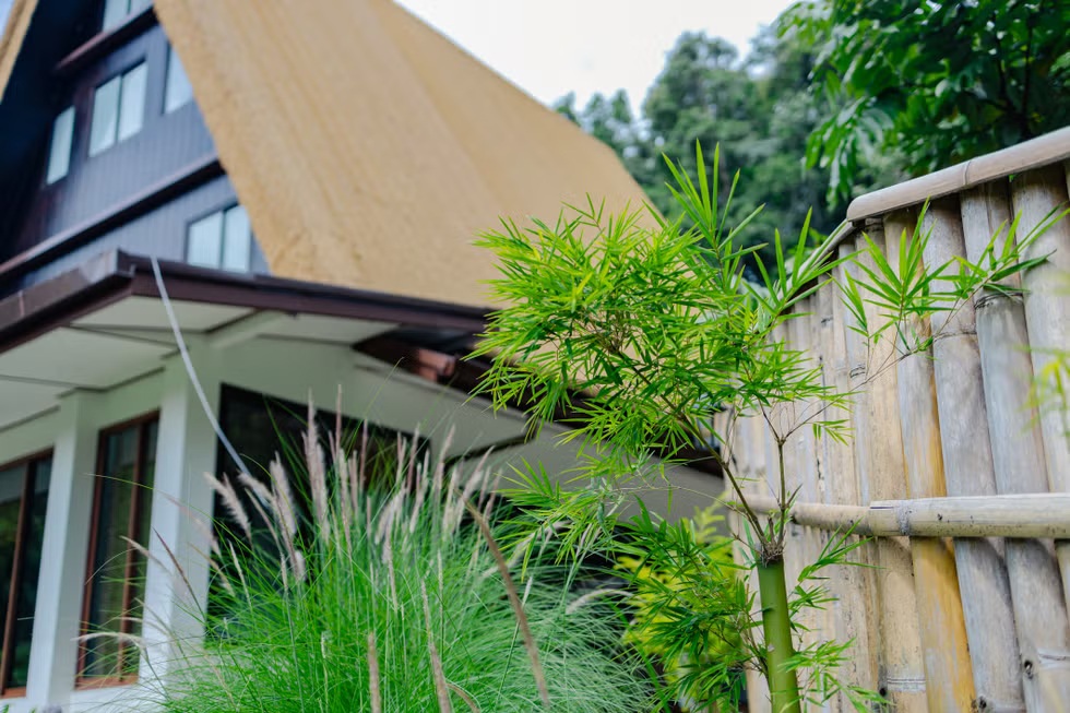 10 loại c&acirc;y chớ n&ecirc;n trồng s&aacute;t cửa nh&agrave;- Ảnh 1.