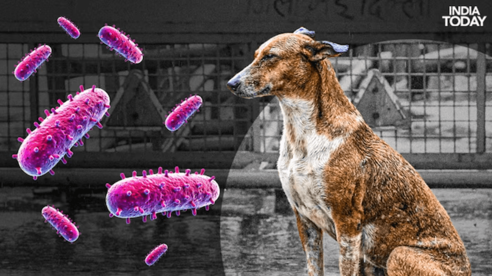 Xếp hạng: 10 loại virus nguy hiểm nhất thế giới theo tỷ lệ tử vong- Ảnh 2.