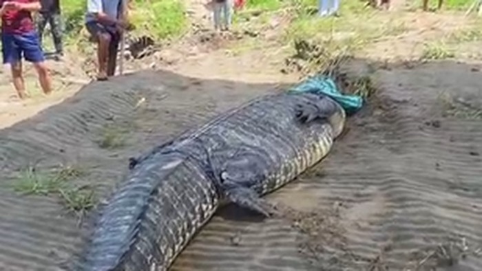 Người d&acirc;n bắt sống con c&aacute; sấu khổng lồ d&agrave;i 7 m&eacute;t tr&ecirc;n s&ocirc;ng - Ảnh 1.