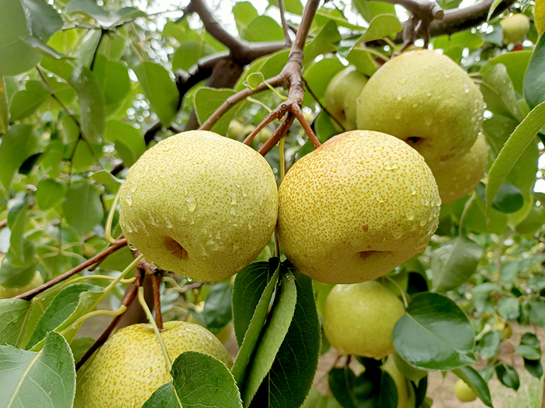M&ugrave;a thu c&oacute; một loại quả mọng nước được v&iacute; như &ldquo;trợ thủ&rdquo; cho hệ ti&ecirc;u h&oacute;a, nhưng 3 nh&oacute;m người n&ecirc;n hạn chế - Ảnh 4.