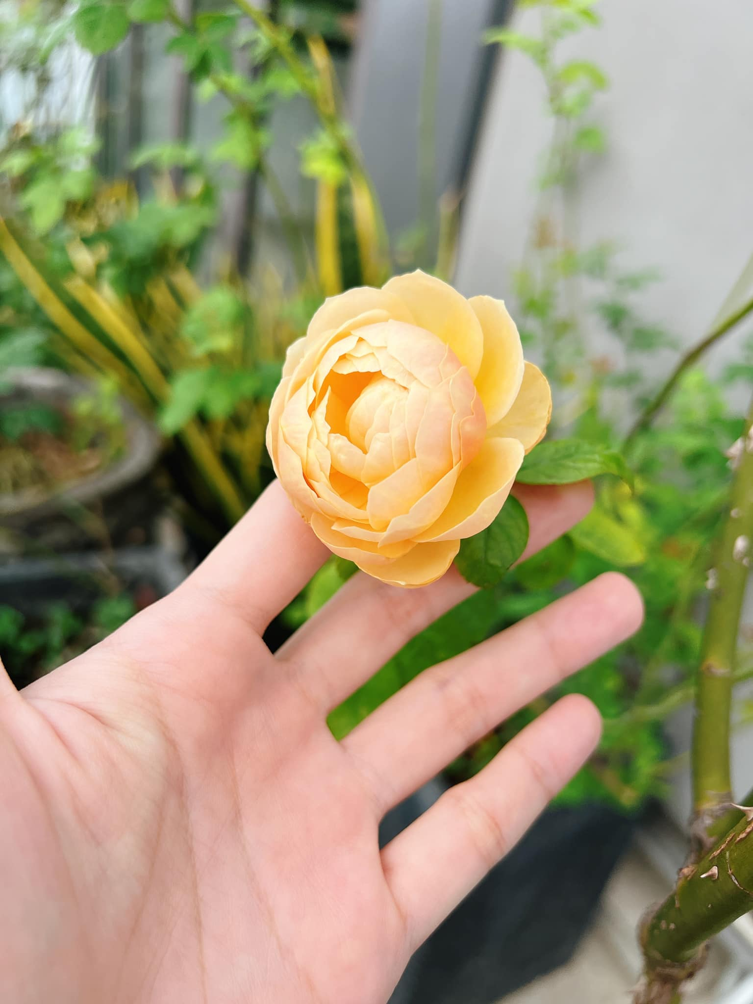 Mỹ nh&acirc;n Việt 33 tuổi l&agrave;m mẹ đơn th&acirc;n, sống c&ugrave;ng con trai trong ng&ocirc;i nh&agrave; phố 100m&sup2;- Ảnh 10.