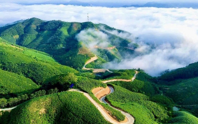 Si&ecirc;u v&ugrave;ng 143.000ha của Việt Nam: Nắm giữ lo&agrave;i c&acirc;y "chạm m&acirc;y", cứ trồng l&agrave; h&aacute;i ra tiền triệu USD- Ảnh 1.