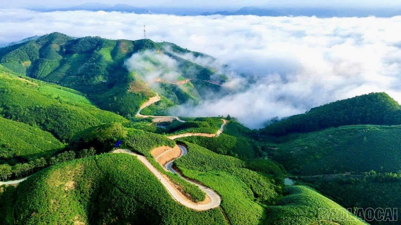 Si&ecirc;u v&ugrave;ng 143.000ha của Việt Nam: Nắm giữ lo&agrave;i c&acirc;y "chạm m&acirc;y", cứ trồng l&agrave; h&aacute;i ra tiền triệu USD- Ảnh 3.