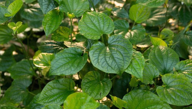 4 lý do nên trồng cây lá lốt trong nhà- Ảnh 2.