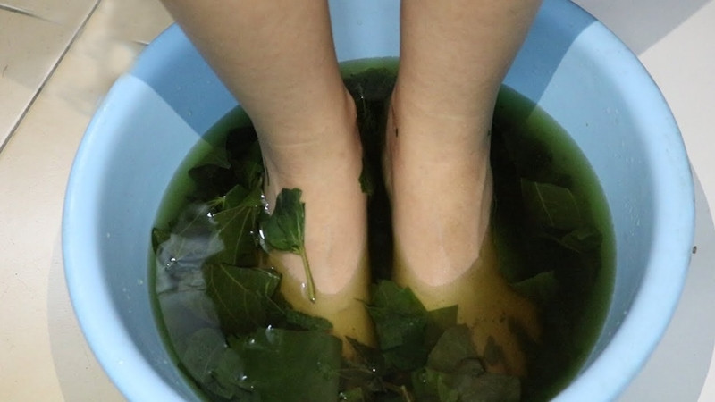 4 lý do nên trồng cây lá lốt trong nhà- Ảnh 3.
