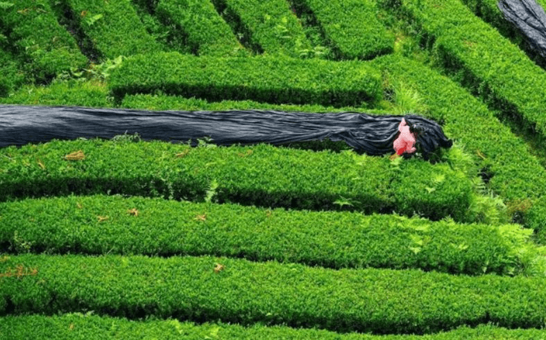 12.000 tấn matcha được cung ứng ra thị trường kh&ocirc;ng phải tới từ Nhật Bản- Ảnh 1.