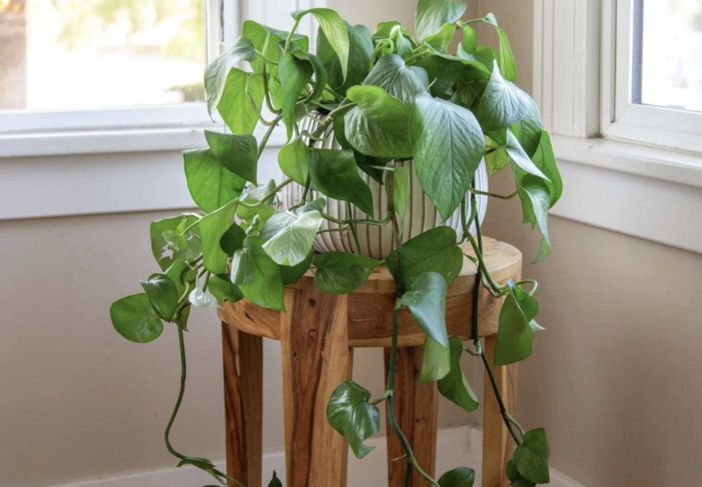 4 lời khuy&ecirc;n cho những gia đ&igrave;nh đang trồng c&acirc;y trầu b&agrave; trong nh&agrave;- Ảnh 1.