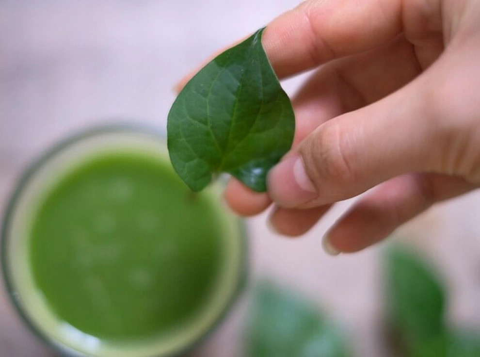 4 lời khuyên đến các gia đình đang trồng rau diếp cá- Ảnh 3.