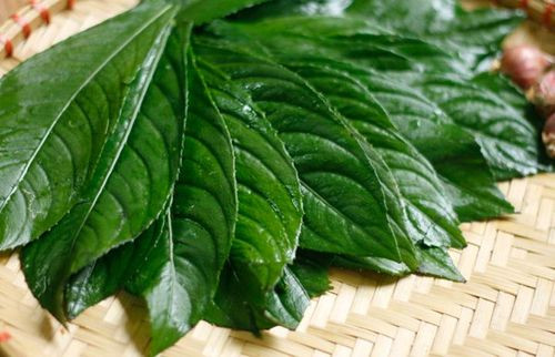 4 lời khuy&ecirc;n đến c&aacute;c gia đ&igrave;nh đang trồng c&acirc;y xương s&ocirc;ng- Ảnh 2.