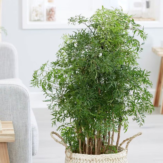 V&igrave; sao nhiều gia đ&igrave;nh trồng 1 c&acirc;y đinh lăng trước nh&agrave;? H&oacute;a ra kh&ocirc;ng chỉ để lấy l&aacute; ăn- Ảnh 1.