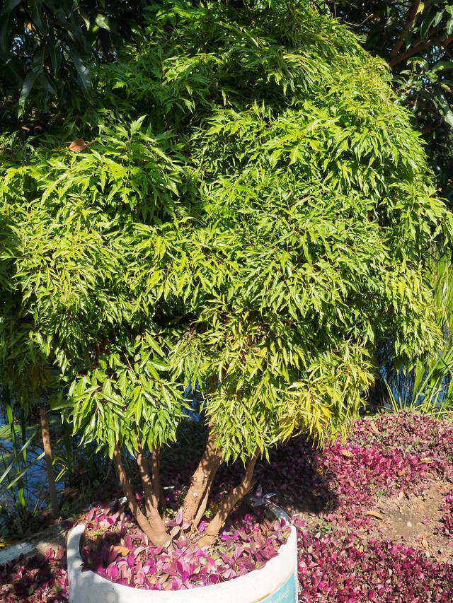 V&igrave; sao nhiều gia đ&igrave;nh trồng 1 c&acirc;y đinh lăng trước nh&agrave;? H&oacute;a ra kh&ocirc;ng chỉ để lấy l&aacute; ăn- Ảnh 2.