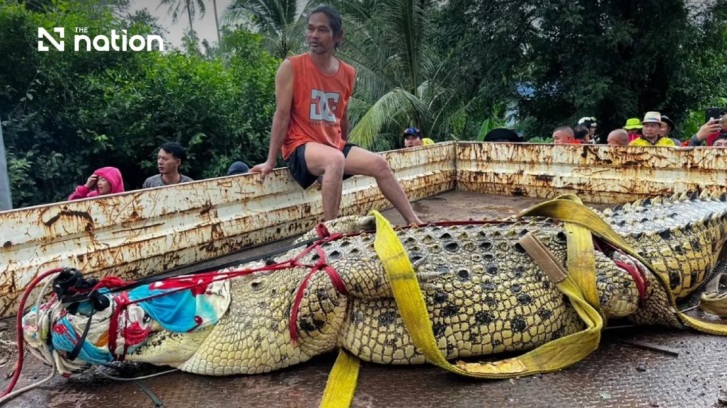 Nước lũ d&acirc;ng cao, ch&ugrave;a ở Th&aacute;i Lan d&ugrave;ng cần cẩu di chuyển c&aacute; sấu hơn 400kg- Ảnh 2.