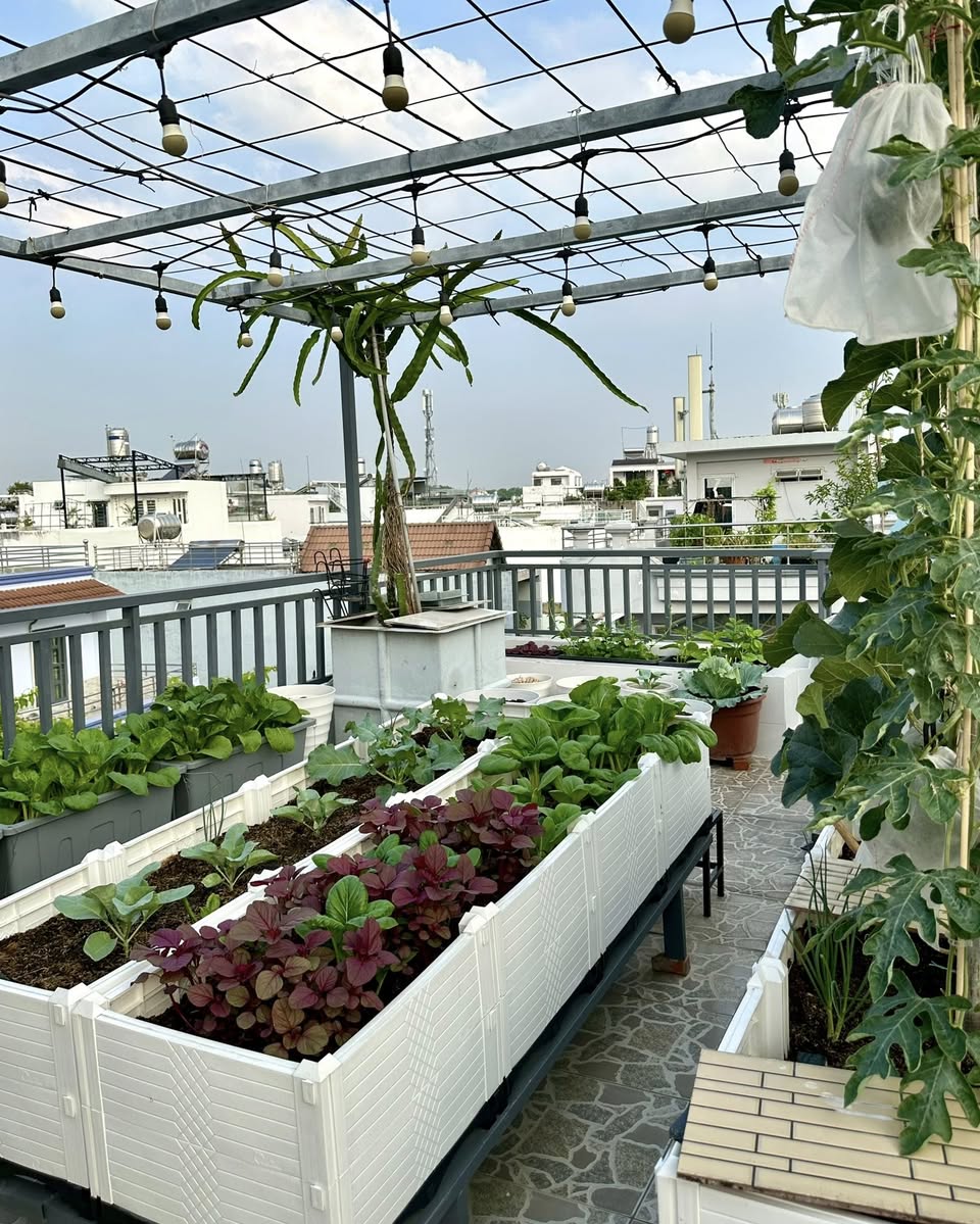Khu vườn 40m&sup2; tr&ecirc;n s&acirc;n thượng ở TP.HCM: Rau xanh ăn quanh năm, chiều n&agrave;o gia chủ cũng l&ecirc;n &ldquo;xả stress&rdquo;- Ảnh 2.