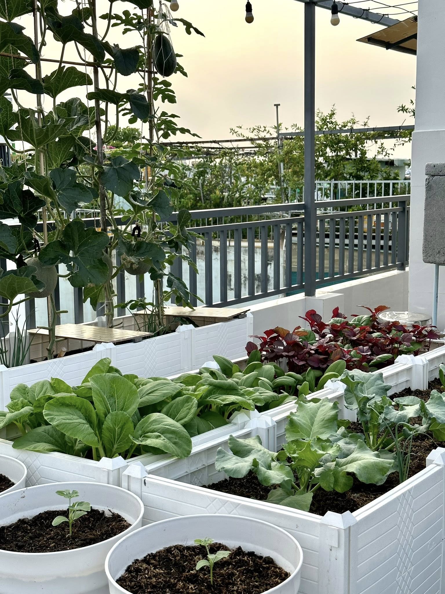Khu vườn 40m&sup2; tr&ecirc;n s&acirc;n thượng ở TP.HCM: Rau xanh ăn quanh năm, chiều n&agrave;o gia chủ cũng l&ecirc;n &ldquo;xả stress&rdquo;- Ảnh 10.