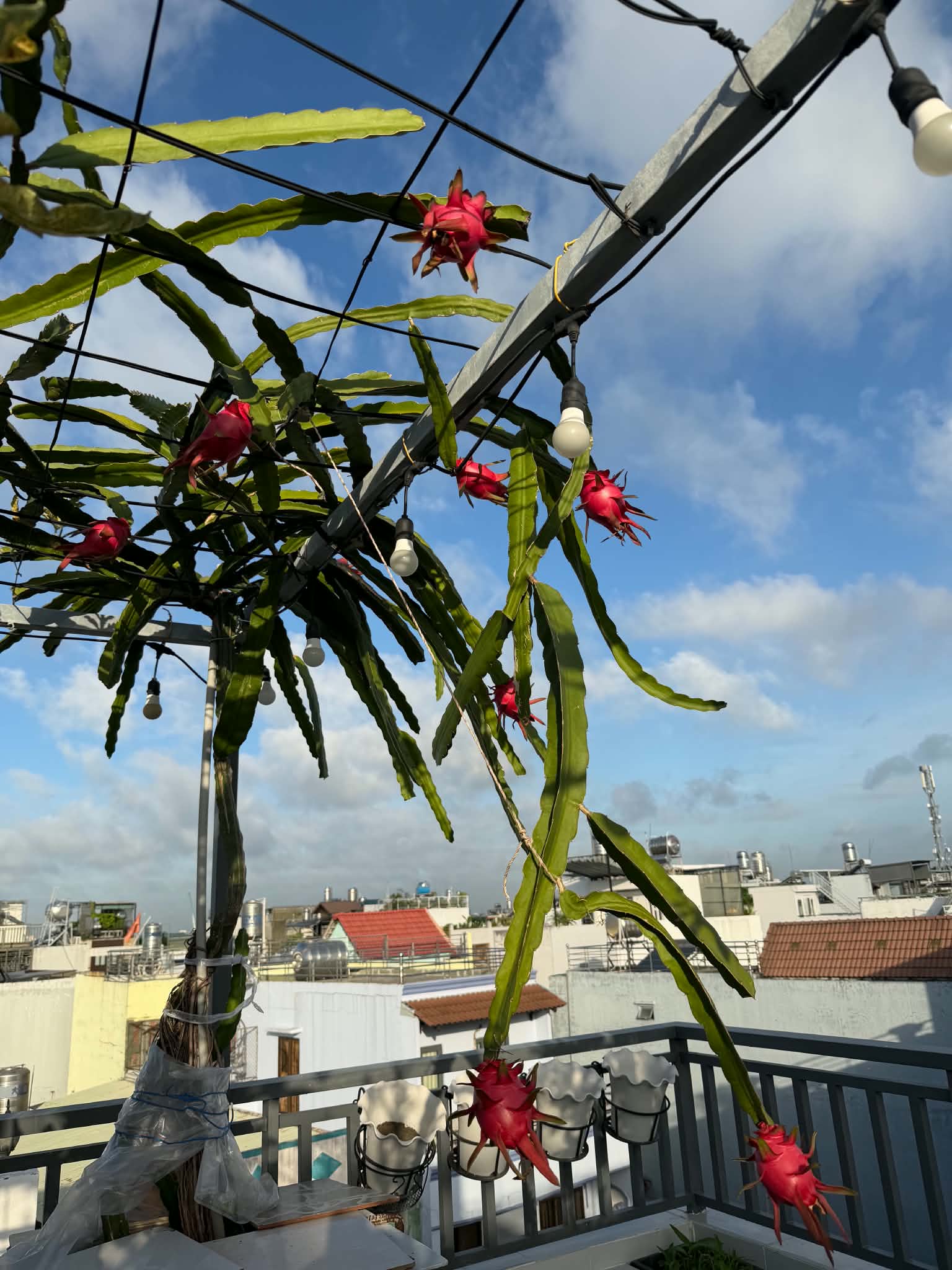 Khu vườn 40m&sup2; tr&ecirc;n s&acirc;n thượng ở TP.HCM: Rau xanh ăn quanh năm, chiều n&agrave;o gia chủ cũng l&ecirc;n &ldquo;xả stress&rdquo;- Ảnh 14.