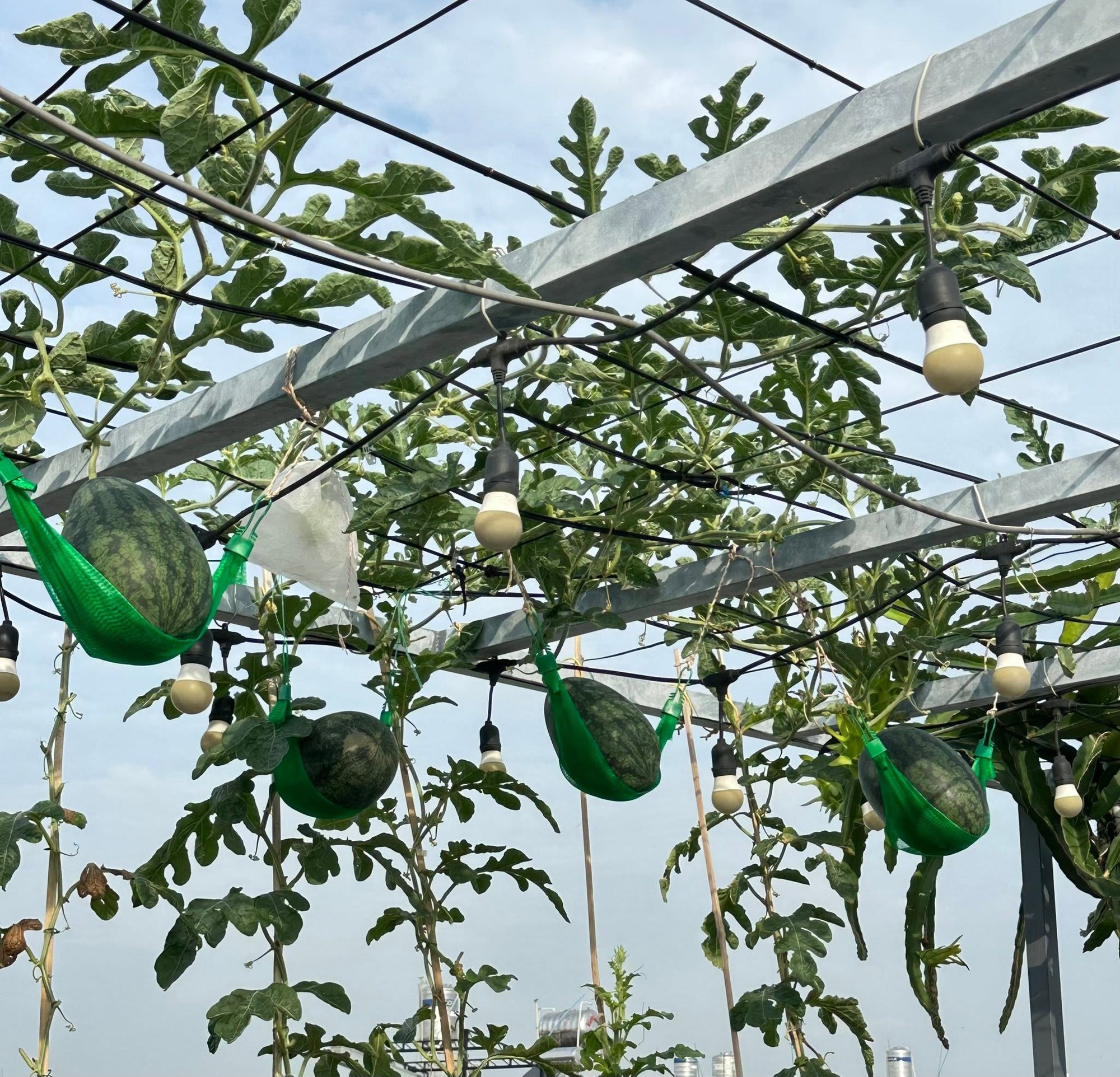 Khu vườn 40m&sup2; tr&ecirc;n s&acirc;n thượng ở TP.HCM: Rau xanh ăn quanh năm, chiều n&agrave;o gia chủ cũng l&ecirc;n &ldquo;xả stress&rdquo;- Ảnh 5.