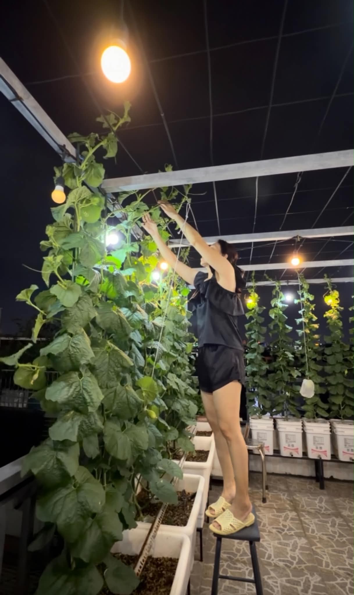 Khu vườn 40m&sup2; tr&ecirc;n s&acirc;n thượng ở TP.HCM: Rau xanh ăn quanh năm, chiều n&agrave;o gia chủ cũng l&ecirc;n &ldquo;xả stress&rdquo;- Ảnh 13.