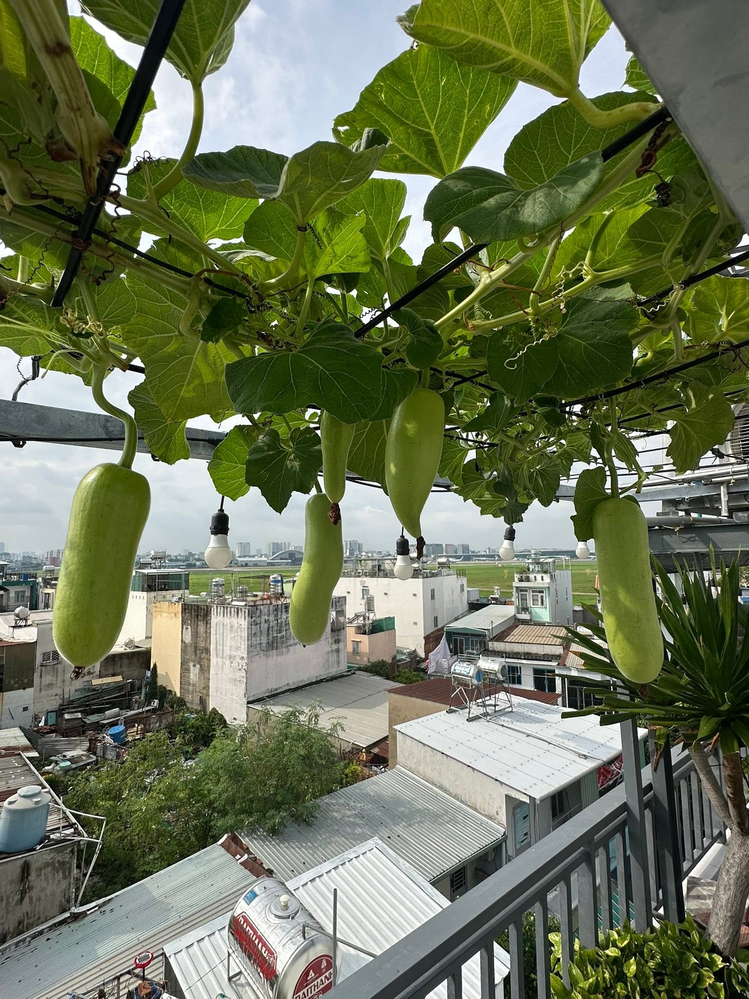 Khu vườn 40m&sup2; tr&ecirc;n s&acirc;n thượng ở TP.HCM: Rau xanh ăn quanh năm, chiều n&agrave;o gia chủ cũng l&ecirc;n &ldquo;xả stress&rdquo;- Ảnh 6.