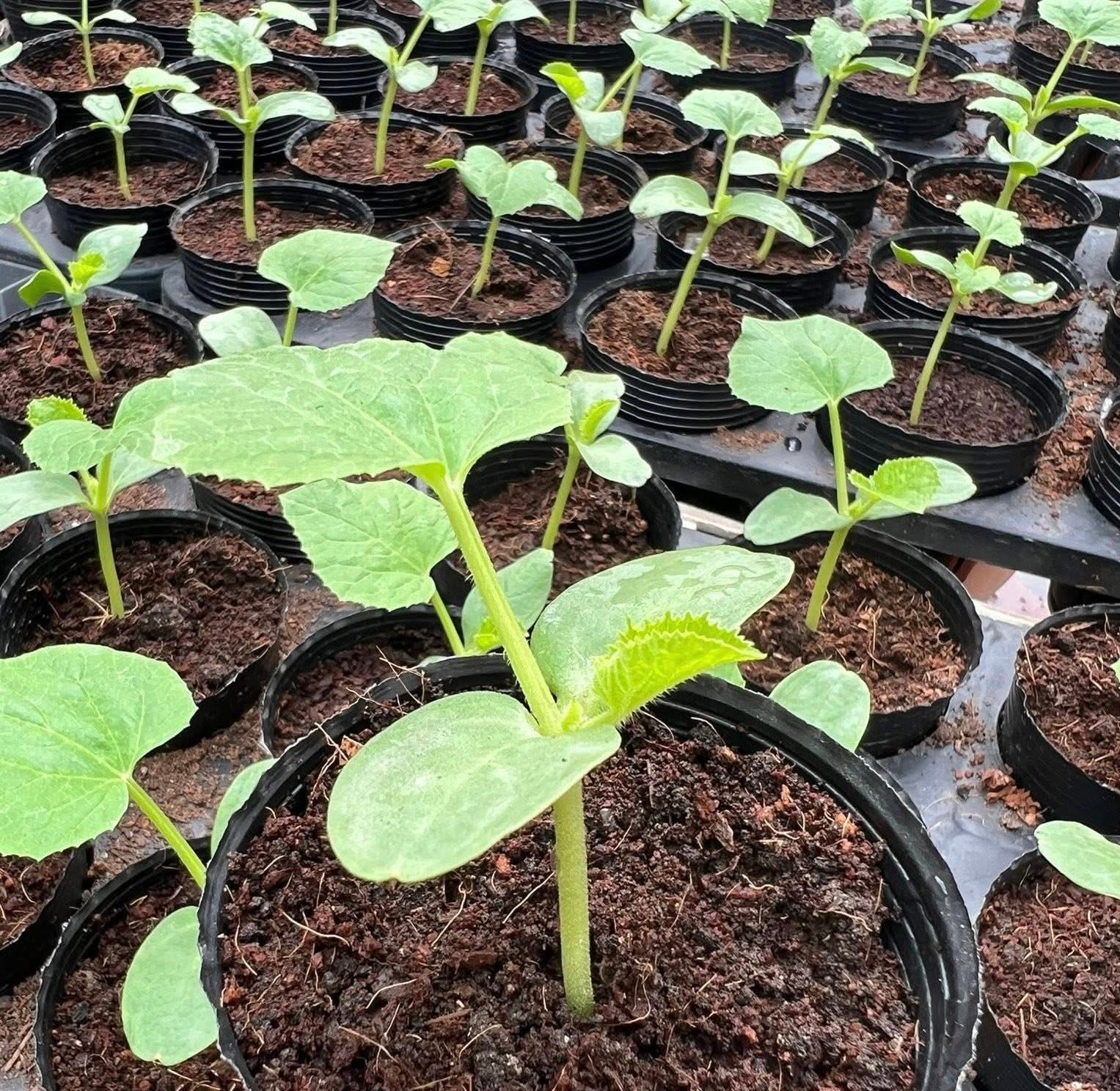 Khu vườn 40m&sup2; tr&ecirc;n s&acirc;n thượng ở TP.HCM: Rau xanh ăn quanh năm, chiều n&agrave;o gia chủ cũng l&ecirc;n &ldquo;xả stress&rdquo;- Ảnh 15.