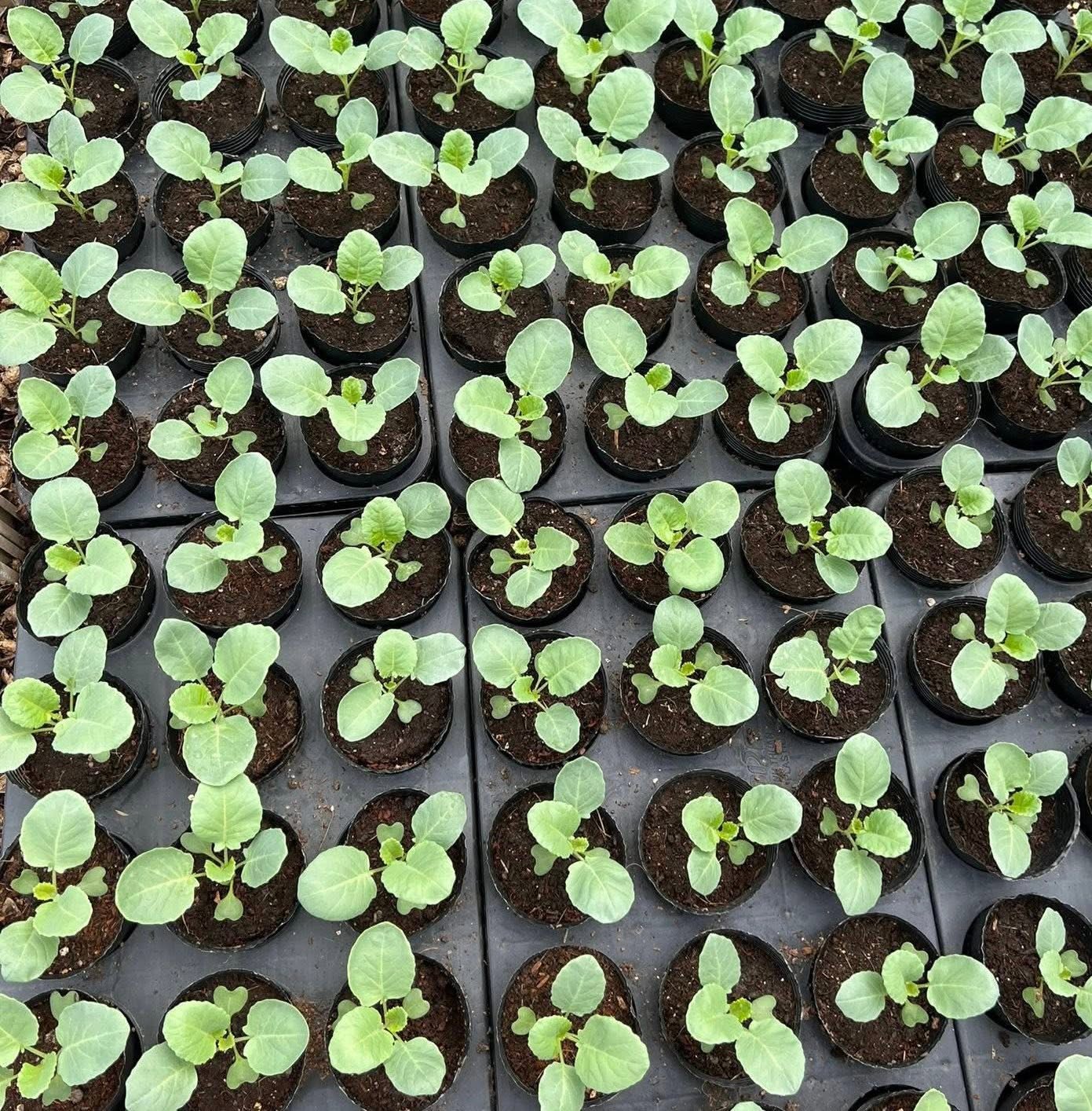 Khu vườn 40m&sup2; tr&ecirc;n s&acirc;n thượng ở TP.HCM: Rau xanh ăn quanh năm, chiều n&agrave;o gia chủ cũng l&ecirc;n &ldquo;xả stress&rdquo;- Ảnh 16.