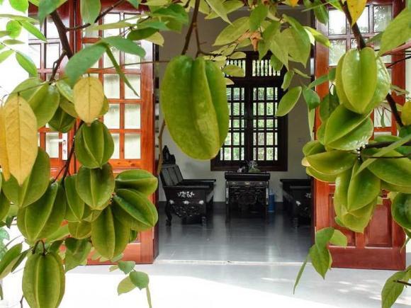 Ng&agrave;y c&agrave;ng nhiều gia đ&igrave;nh trồng khế: H&oacute;a ra kh&ocirc;ng chỉ để lấy quả - Ảnh 1.