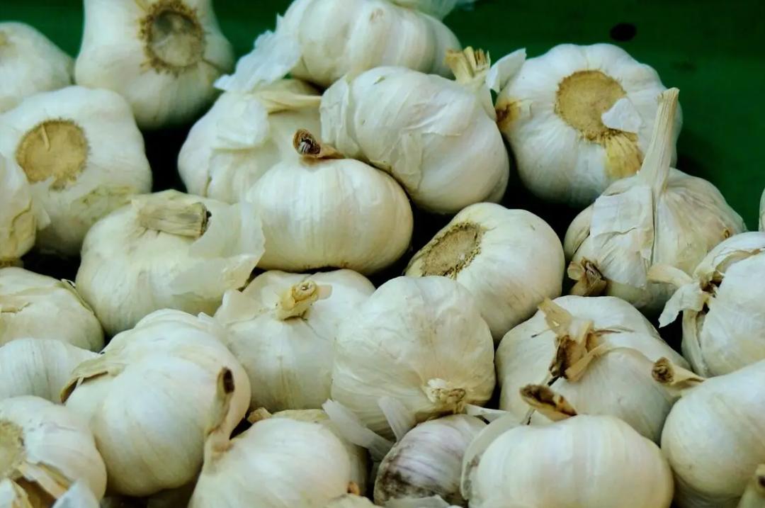 T&ocirc;i vừa biết mẹo bảo quản tỏi rất dễ, c&oacute; thể giữ được độ tươi ngon đến 6 th&aacute;ng m&agrave; kh&ocirc;ng bị mốc, h&eacute;o hoặc nảy mầm- Ảnh 3.