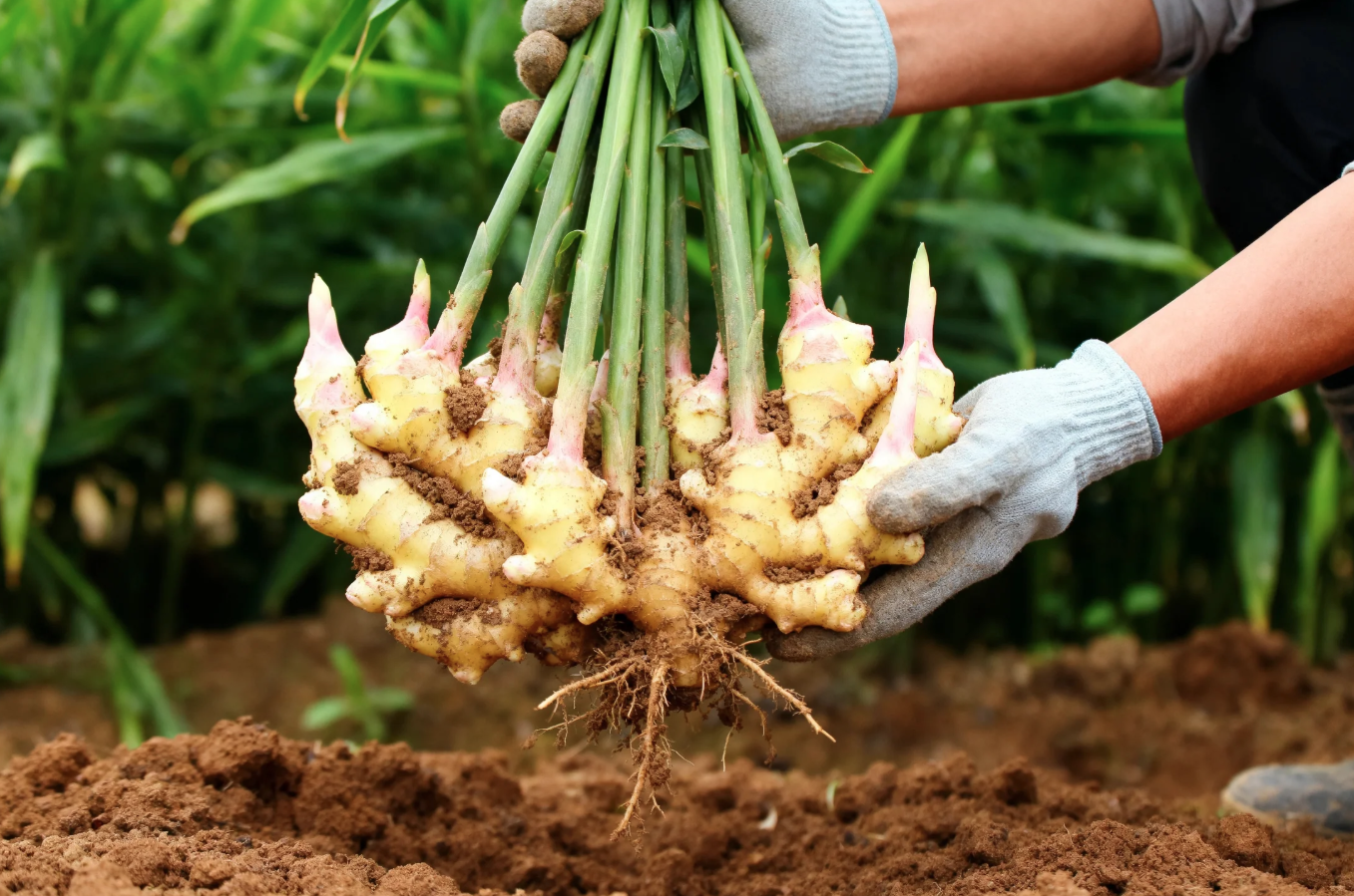 Lời khuyên đến tất cả các gia đình đang trồng cây gừng - Ảnh 2.
