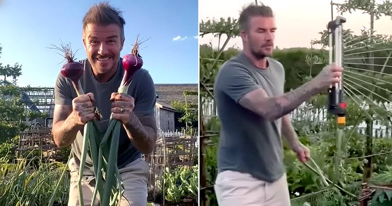 Khu vườn trồng rau nu&ocirc;i g&agrave; 350 tỷ của Beckham  - Ảnh 2.