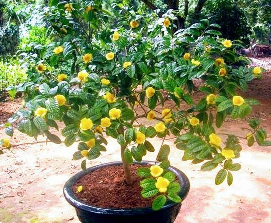 &Ocirc;ng b&agrave; dạy: Trong nh&agrave; c&oacute; 5 loại c&acirc;y n&agrave;y, ai hỏi cũng đừng b&aacute;n, bảo sao nh&agrave; gi&agrave;u th&iacute;ch m&ecirc;- Ảnh 2.