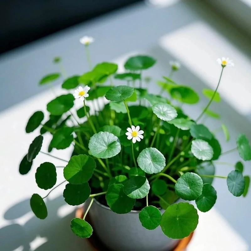 &Ocirc;ng b&agrave; dạy: Trong nh&agrave; c&oacute; 5 loại c&acirc;y n&agrave;y, ai hỏi cũng đừng b&aacute;n, bảo sao nh&agrave; gi&agrave;u th&iacute;ch m&ecirc;- Ảnh 1.