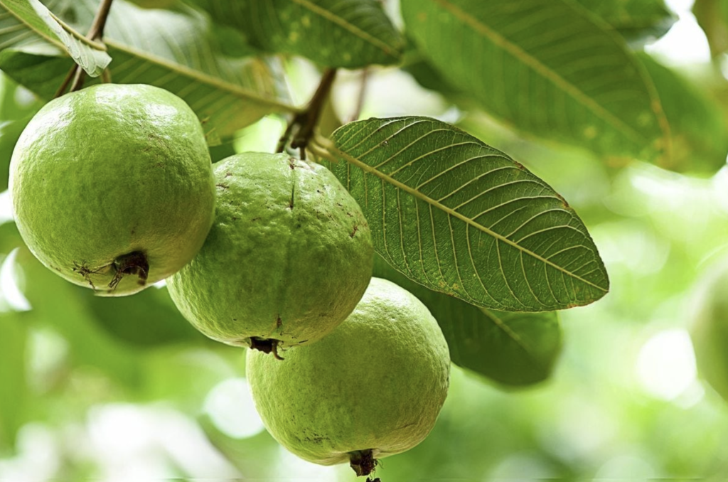Lời khuy&ecirc;n đến tất cả c&aacute;c gia đ&igrave;nh đang trồng c&acirc;y ổi- Ảnh 2.