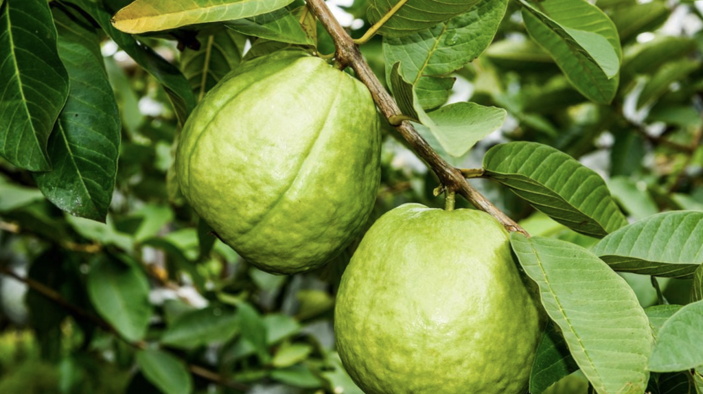 Lời khuy&ecirc;n đến tất cả c&aacute;c gia đ&igrave;nh đang trồng c&acirc;y ổi- Ảnh 1.